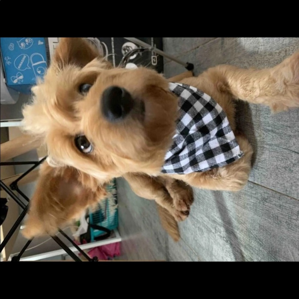 PET BANDANA - Picture 15 of 16
